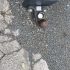 Pickup Auto (With Towbar)